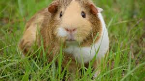 Beberapa hewan peliharaan juga dapat anda jumpai dibawah ini jika ingin mengenalkan binatang yang ada di sekitar. 10 Hewan Peliharaan Lucu Bisa Jadi Pilihan Untuk Menemanimu Di Rumah Citizen6 Liputan6 Com