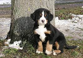 Wir suchen daher einen berner sennenhund, gerne auch welpen (auch mischling). Berner Sennenhunde Zuchter Welpen