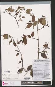 Image result for Rytigynia