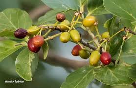 Image result for Berchemia zeyheri