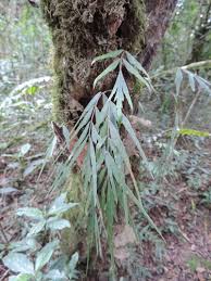 Image result for Asplenium tenuicaudatum