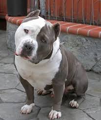 Pin On Blue Pups