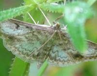 Image result for Anania perlucidalis