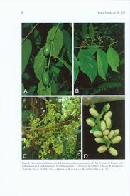 Image result for Metteniusaceae
