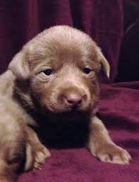Lancaster puppies advertises puppies for sale in pa, as well as ohio, indiana, new york and other states. Fry Silver Labs Labrador Retriever Breeder Martinsville Indiana