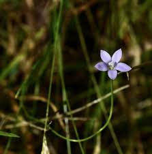 Image result for Wahlenbergia paludicola