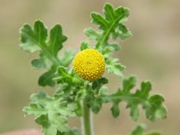 Image result for Grangea anthemoides