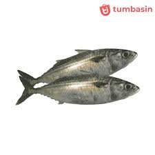 Dan lebar tubuh lebih kecil dari pada panjang tubuh. Ikan Kembung Banjar 500 Gram Tumbasin