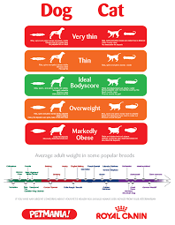 49 unmistakable kitten growth chart weight