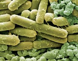 Ironically, the standard treatment for c. Clostridium Difficile Infection In The Intensive Care Setting Infectious Disease Advisor