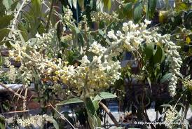 Image result for Buddleja asiatica