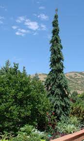 It does not winter burn and is perfect for narrow situations. Evergreen Elegance Weeping White Spruce Plant Select