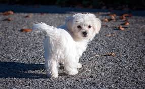 5 Races De Chien Qui Ne Grandissent Pas
