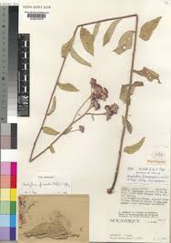 Image result for Brachythrix