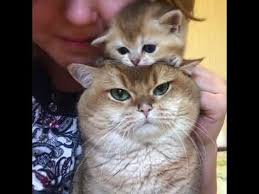 Yavru Kedi Ve Annesi Yavru Kediler Kedi Hayvanlar