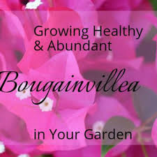 Hot flexi sandy showing round as. How To Grow And Care For Bougainvillea Dengarden
