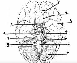 Check spelling or type a new query. Nervous System Labeling Quiz Cranial Nerves Diagram Quizlet