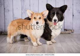 Welsh Corgi Pembroke Welsh Corgi Cardigan Stock Photo Edit Now 643243588