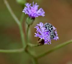 Image result for Vernonia cinerea