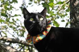 Birds Be Safe Collar In The Apple Tree Cat Collars Pet Id Animals
