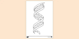 Download dna coloring page and use any clip art,coloring,png graphics in your website, document or presentation. Dna Colouring Colouring Sheet