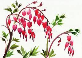 Bleeding Hearts Flowers Watercolor Original Style Painting Of Bleeding Hearts Flowers Vector Illustration Bleeding Heart Flower Illustration Flower Heart