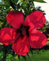 Image result for Hibiscus cannabinus