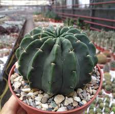 A roman general called vivio pacieco, sent by julius caesar to fight in the iberian peninsula, is one of the first persons recorded with this surname, which could translate to noble one. Echinopsis Sp N Wk 861 Narvaez Sud Bolivien Uhlig Kakteen More Than 5 000 Different Species