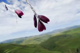 Image result for Dierama cupuliflorum