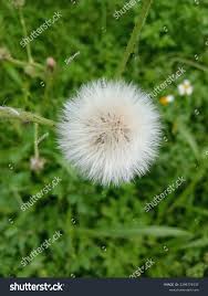 Image result for Taraxacum sp.