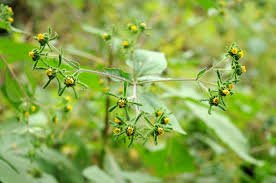 Image result for Sigesbeckia