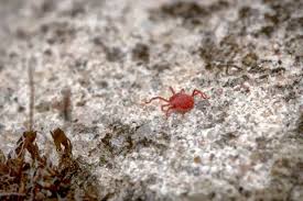 Image result for red mite