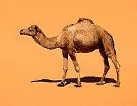 How many miles a day can a camel travel? Dromedary Wikipedia