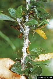We did not find results for: Hibiscus An Overview Sciencedirect Topics