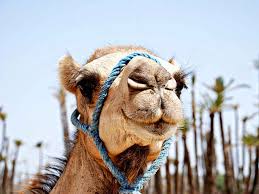 Up close to camels in marrakech. Camel Ride Tour In Marrakech Palm Grove Morocco Desert Expeditions