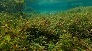 Image result for Hygrophila okavangensis