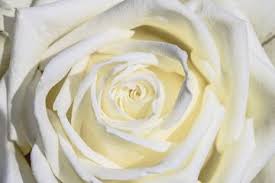 Bunga mawar putih juga dapat menjadi perlambang sebuah awal yang baru, rasa rendah hati dan simpati. Mawar Putih Disebut Sebagai Mawar Tertua Di Dunia Dan Jadi Simbol Kebaikan Ini Alasannya Semua Halaman Bobo