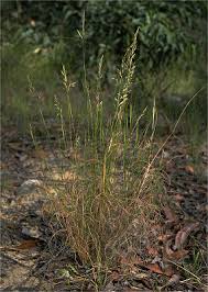 Image result for Rytidosperma davyi