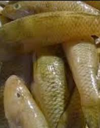 Dragon fish goby care can be a little bit tricky (especially if you're going into it unprepared). Bele Mach Cleaned Whole Goby Poolan Fish 4 5pcs 500g Tukwila Online Desi Grocery Store In Germany