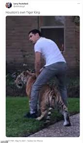 Like a scene out of the hangover, neighbors were startled to see a tiger creeping around a houston neighborhood sunday evening. Rrowtjxgudm3fm