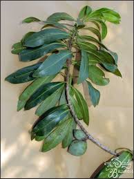 Image result for Warburgia