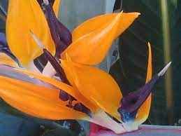 Www Mvo Strelitzia Nl Hoa