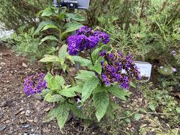 Image result for Hirpicium