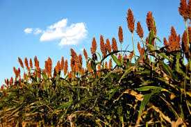 Image result for Sorghum