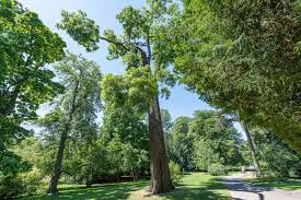 Der botanische garten der universität stuttgart ist geteilt in den alten sowie den neuen botanischen garten. Botanischer Garten Und Exotengarten Der Universitat Hohenheim Botanischer Garten