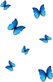 Lightroom Butterfly Download Blue Clipart Full Size Clipart 2668390 Pinclipart Our database contains over 16 million of free png images. lightroom butterfly download blue
