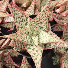 Image result for Aloe barendii