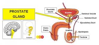 Male Sexual Organs