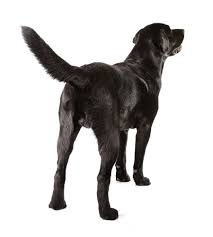 Dogs who are trained to detect cancer are trained just like the dogs who learn to detect explosives and drugs. Checking Your Dog For Anal Gland Cancer Dog Cancer Blog