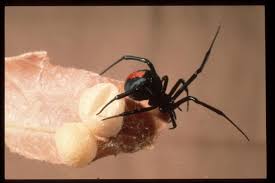 How long can a spider live for? Redback Spider Bite What To Do Western Australian Museum